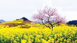 Giáo Án bài Vội Vàng định hướng phát triển năng lực 1 Giáo Án bài Vội Vàng định hướng phát triển năng lực